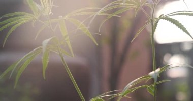 Yeşil Marihuana ağacı esrarı seraya narkotik bitkiler eker. Kenevir yaprağı, ecza çiftliğinde kenevir ham yağı yaptı. Ot yaprağı Uyuşturucu ve İlaç Sağlık Konsepti 'nden CBC, THC bitki tarımı