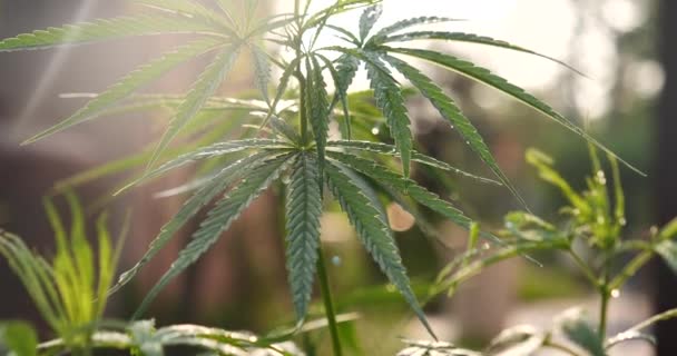 Zelená Marihuana Strom Konopí Rostlina Narkotika Bylinné Skleníku Konopný List — Stock video