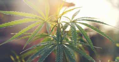 Yeşil Marihuana ağacı esrarı seraya narkotik bitkiler eker. Kenevir yaprağı güneş ışığında kenevir ham petrol ilaç çiftliği yaptı. Tam kan sayımı, THC bitki tarımı, ot yaprağı, ot, ilaç, sağlık konsepti.