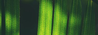 Banner Green yaprağı, tropikal yağmur ormanı muz yaprakları palmiye ağacının ekoloji bahçesi dokusunu oluşturur. Yeşillik doğası soyut model tasarım elementi. Kopyalama alanı olan yeşil eko ortamı