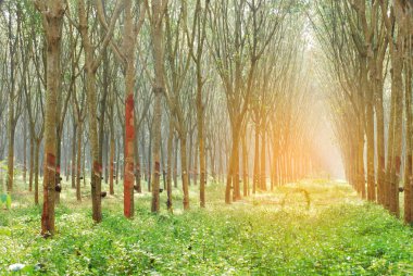Güneş ışığı, ağaçların arasından parlıyor. Güneşli mercek, güneş ışığını parlatıyor. Doğada sabah sükunetinde muhteşem manzara güzelliği. Aydınlatılmış ışık hüzmesi çam ağacı ormanlık gündoğumu doğal fenomen