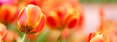 Banner Orange Red Lale Çiçeği Çiçeği Botanik Bahçesi Güzel Taç Çiçeği Yeşil Parkı. Panorama Turuncu Kırmızısı muhteşem bir bahar baharı bahçıvanı. Laleler çiçek açar Kopya alanı ile
