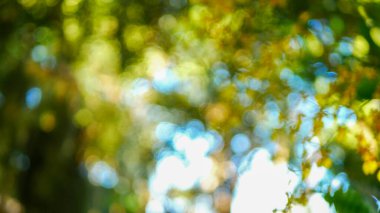 Bulanık arka plan yeşil bahçe doğa parlak güneşli orman. Baharda güneşli açık hava parkı güneş ışığıyla parlayan parlak bir şablon. Bulanık arkaplan pankart kopyalama alanı.