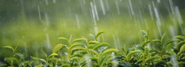 Banner Green Tea Garden tarlası tarımı suluyor. Organik çiftlik tomurcuğu bitkisel yeşil çay ağacı sulama bitkisi. Geniş Taze Ağaç Siyah Çay Plantasyonu Fotokopi alanı ile fıskiye bitkisi çiftliği