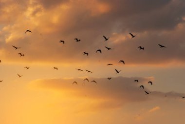 Altın gökyüzü gün doğumu dramatik manzara manzarası. Şafak vakti altın rengi alacakaranlık zamanı güneş ışığıyla bulutlu manzara. Dramatik gün batımı manzarası. Güzel manzara güneş ışığı doğası