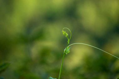 Yeşil yapraklı arka plan, tropikal yağmur ormanlarındaki ekoloji bahçesinde muz yaprakları. Yeşillik parlak doğa soyut model tasarım elementi. Yeşil eko çevre sistemi kavramı.