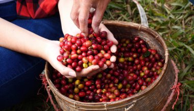 Kapalı eller Sepet Robusta Arabica bitki çiftliğinde kırmızı tohum hasat ediyor. Kahve eken kadın elleri çiğ kahve çekirdeği hasat ediyor. Olgun kırmızı böğürtlen tohum eker yeşil eko çiftliğinde taze kahve ağacı yetişir