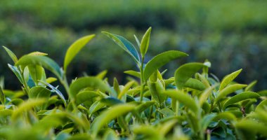 Yeşil çay ağacı tarlada taze taze tomurcuk bitkisel yeşil çay ağacı kamelya sinensis organik çiftliğinde. Taze Ağaç çay tarlalarını kapatın. Dağ yeşili doğa bitkisel bitki arka planında.