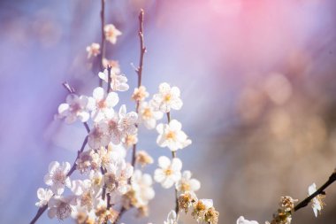 Pink Pastel flower floral soft nature blossom blurred background. Vintage retro romance plum botanical bloom spring season. Blurry Cherry blossom petals plant in beautiful garden. Backdrop template