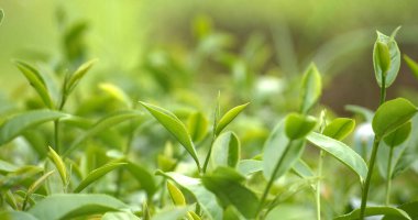 Yeşil çay ağacı bitkisel çiftlikte taze yapraklar. Sabah güneşinde ağaç çay tarlaları. Taze bitkisel doğal bahçe arazisi. Organik içecek çalıları gevşetecek. Çiftlikte yeşil çay ağacı