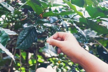 Güneş ışığıyla yeşil kahve çekirdekli bitki. Sabah eko organik çiftlikte taze çiğ kahve ağacı yetişiyor. Yeşil tohumlu Arabika kahve bahçesini kapatın. Taze kahve yeşil yaprak bitkisi.