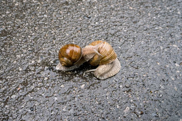 Two snails crawl together on the asphalt — Stock Photo, Image