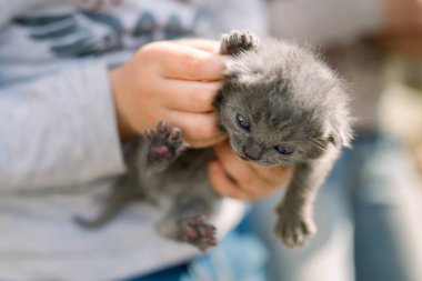 Küçük bir çocuk avuçlarında gri bir kedi yavrusu tutuyor..
