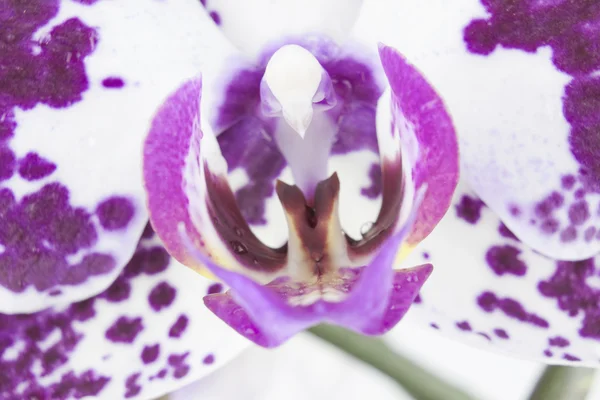 Макрокартина орхидеи — стоковое фото