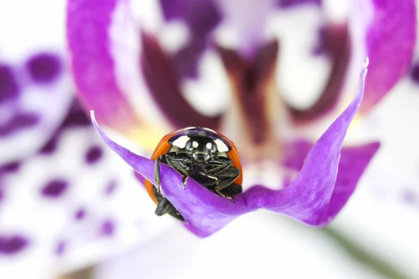 Nyckelpiga på en orkidé kronblad — Stockfoto