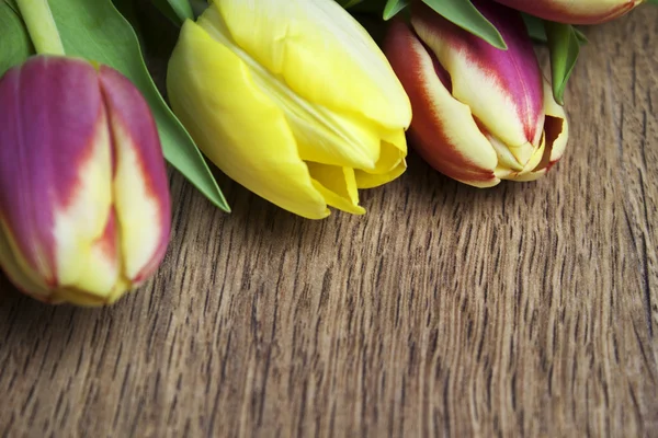 Hermosa imagen tulipanes —  Fotos de Stock