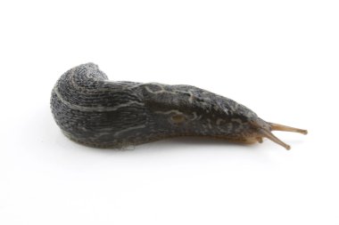Sümüklüböcek beyazda izole edildi