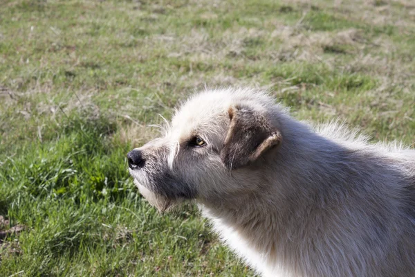 Anjing putih duduk di rumput — Stok Foto