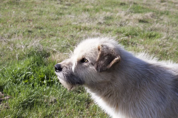 Beyaz köpek çim üzerinde oturan