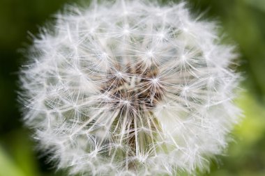 Karahindiba kavramı görüntü