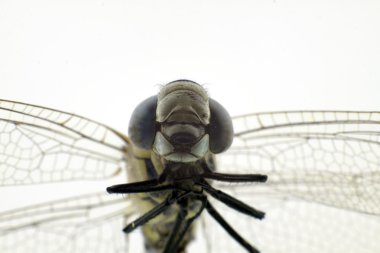 Yusufçuk makro çekim