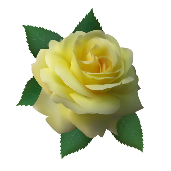 Couleur jaune rose — Image vectorielle