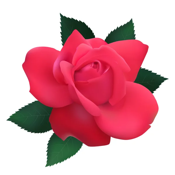 Vecteur rose rouge — Image vectorielle