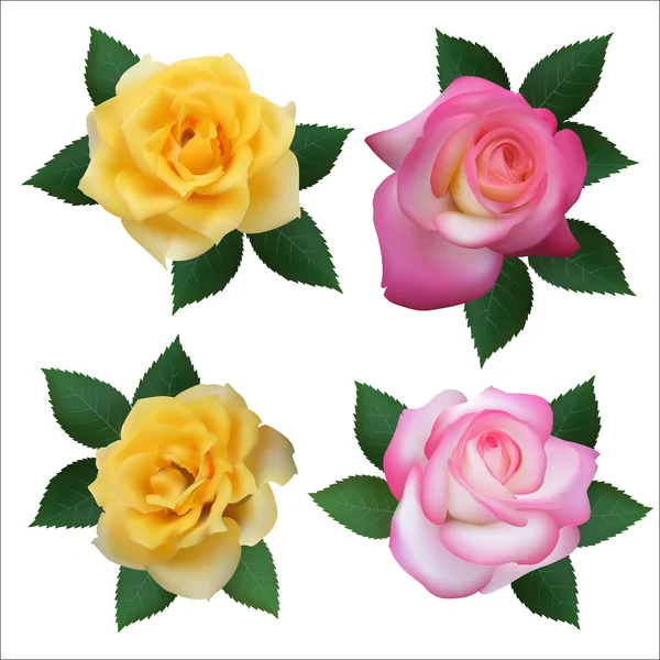 Ensemble de quatre roses — Image vectorielle