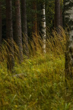 Tall grass sways gently in a serene forest scene during the golden hour.
