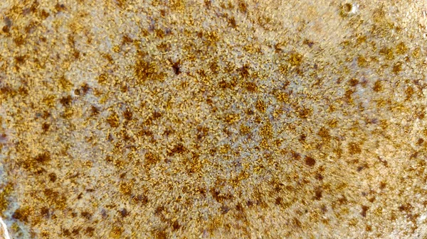 Tarafsız tonlara ve sıcak ahşap zemine sahip modern yerleşim yerleri.