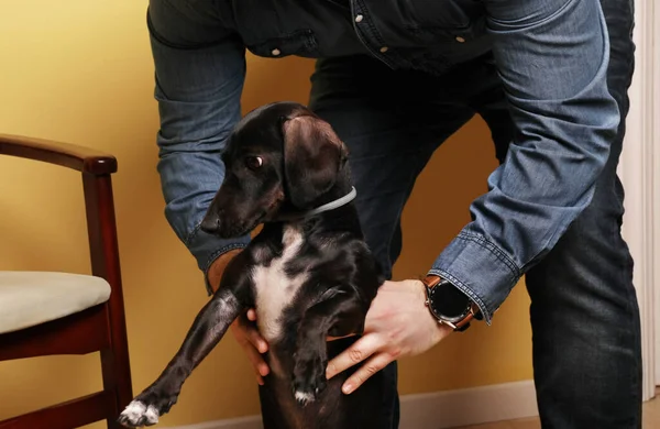 Zugeschnittenes Foto eines Mannes, der einen kleinen Hund hält und vor gelbem Hintergrund posiert. — Stockfoto