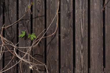 kahverengi tahta arka planda kıvırcık sarmaşık var.