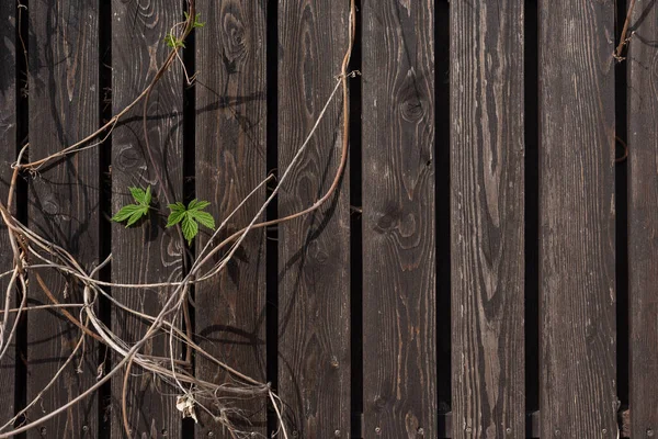 kahverengi tahta arka planda kıvırcık sarmaşık var.