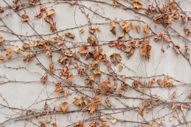 Gri beton duvara yayılmış sarmaşık solmuş..