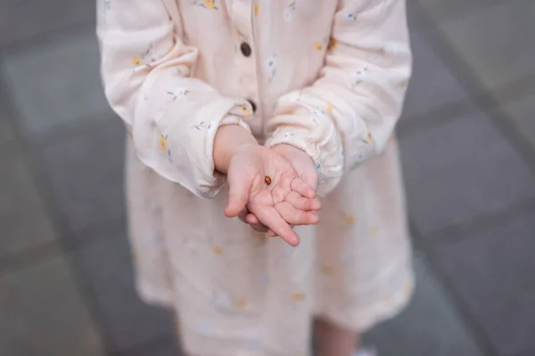Mãos Criança Estão Segurando Uma Joaninha Conceito Protecção Ambiente — Fotografia de Stock