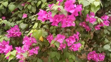 Görüntüdeki bitki Bougainvillea, dikenli asmalar, çalılar ve ağaçlardan oluşan bir tür. Yaygın olarak çeşitli bölgelerde yetiştirilir..