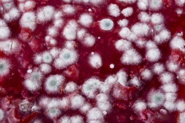 reçel kalıp ile kaplıdır