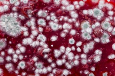 reçel kalıp ile kaplıdır