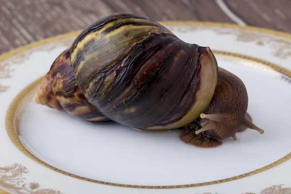 Snail in the plate — Stock Photo, Image