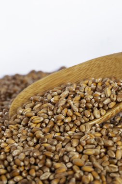 Bir avuç dolusu buğday.