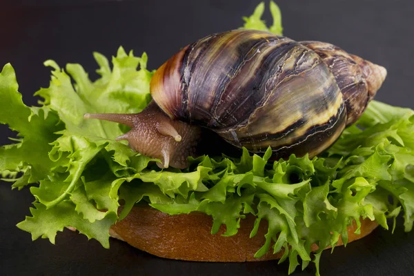 The Achatina snail — Stock Photo, Image