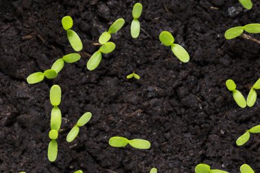 cotyledons yaprakları