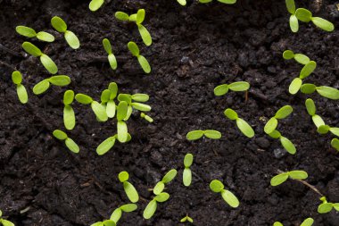 cotyledons yaprakları