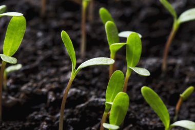 cotyledons yaprakları