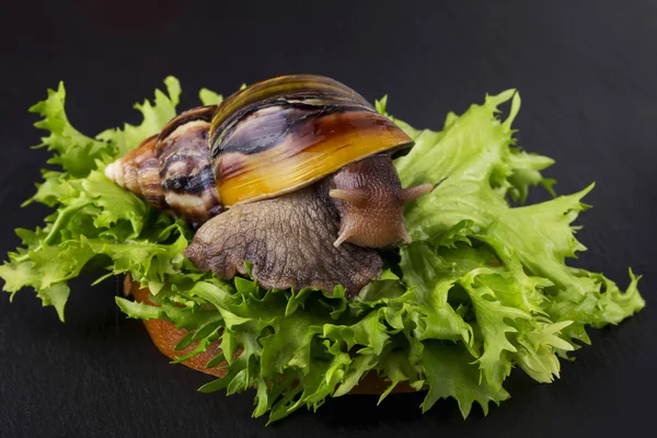 The Achatina snail — Stock Photo, Image