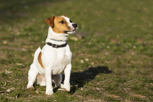 Jack Russell pies terier — Zdjęcie stockowe