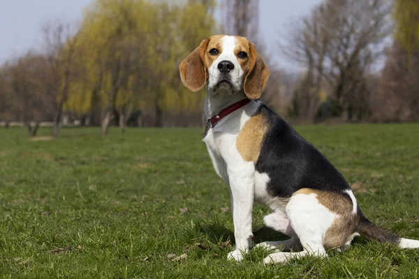 Raza de perro beagle — Foto de Stock