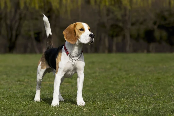 Dog breed beagle — Stock Photo, Image