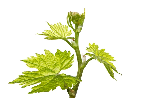 Sprout of grapes — Stock Photo, Image