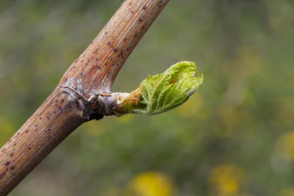 Germoglio d'uva — Foto Stock